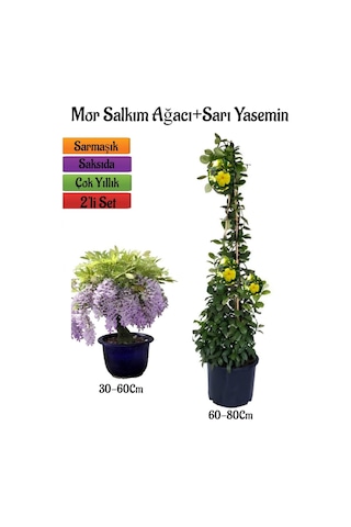 Mor Salkım Ağacı Fidanı+sarı Renk Yasemin Çiçeği Fidanı 2'li Bahçe Peyzaj Seti