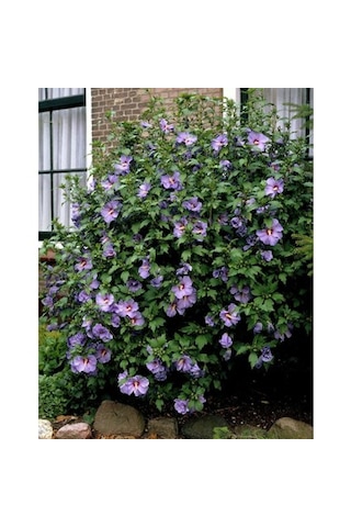 Mor Hint Gülü Hibiskus 60 - 90 Cm - Tüplü