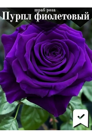 Shrub Purple Mor Gül Fidanı