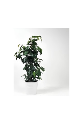 Videolu Benjamin Ficus Bitkisi 1 Adet Saksılı/ Tüplü 80-110cm Iç Mekan Salon Ofis Bitkisi