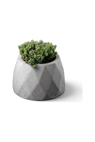 Zevli Ateliera El Yapımı Beton Saksı + Canlı Sukulent & Kaktüs Koleksiyonu Antrasit, Geo, Euphorbia Submammillaris Var. Pfersdorfii