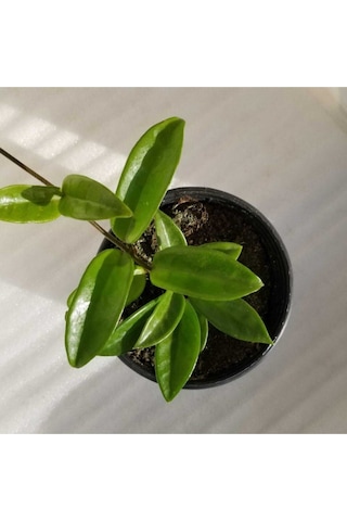 Mum Çiçeği Fidesi Köklenmiş Hoya Pembe Saksılı 10--15cm