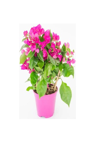 Pembe Begonvil Çiçeği 30 60 Cm 1 Adet Saksılı/ Tüplü Bahçe Bitkisi Bougainvillea Diğer
