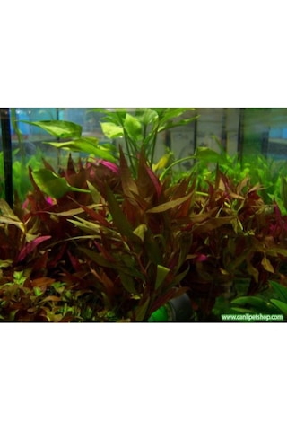 Alternanthera Reineckii 10 Adet