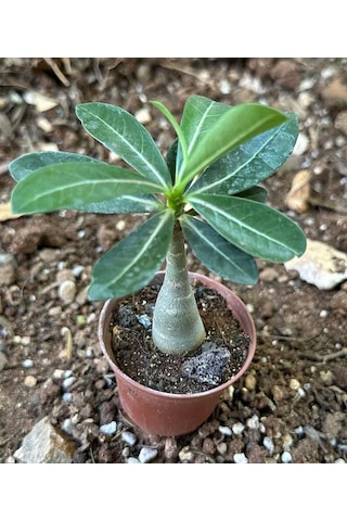 5.5 Luk Saksıda Sarı Kırmızı Adenium Çöl Gülü Çiçeği Fidanı 1