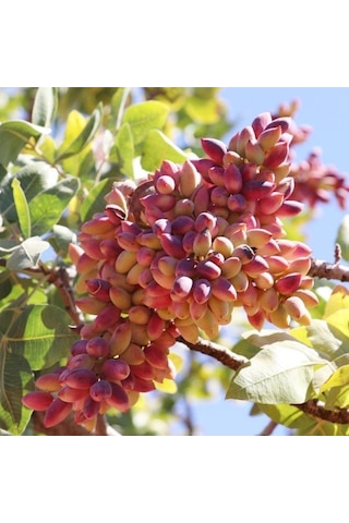 2 Adet Tüplü Siirt - Antep Fıstığı Fidanı