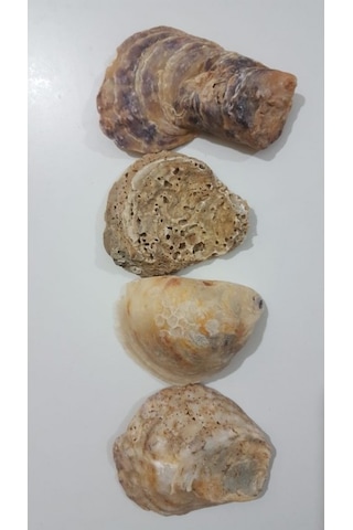 Emilysamy Yamuk Deniz Kabuğu 250 G