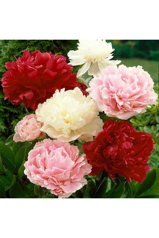 Kokulu Peonies Festiva Karışık Şakayık Çiçeği Yumrusu 3 Adet