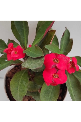 Videolu Kırmızı Milli Dikenler Tacı 1 Adet Saksılı 15-30cm Salon Bitkisi Kaktüs Euphorbia