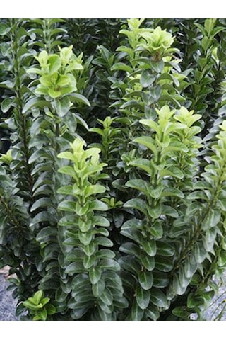 Sütun Taflan Green Rocket 15-20 Cm Saksılı