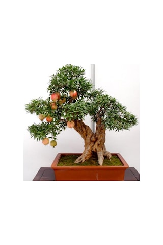Bonsai İçin Uygun Süs Narı Tohumu 5 Adet