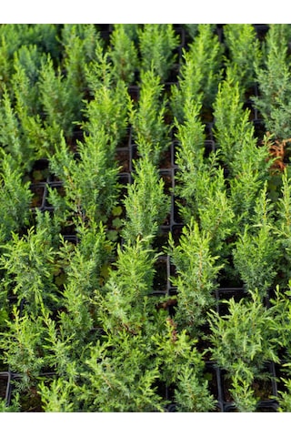 Videolu Özel Seri Leylandi Çam Fidanı 20 30cm 10 Adet Dış Mekan Bitkisi Cupressocyparis Leylandii