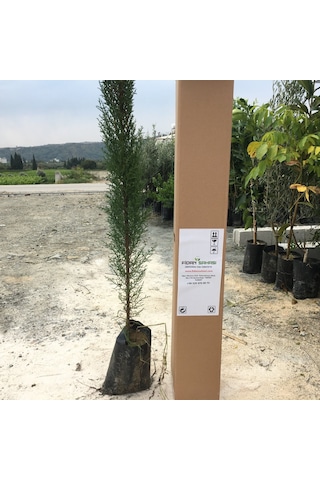 Tüplü Kara Selvi Fidanı 80-110 Cm