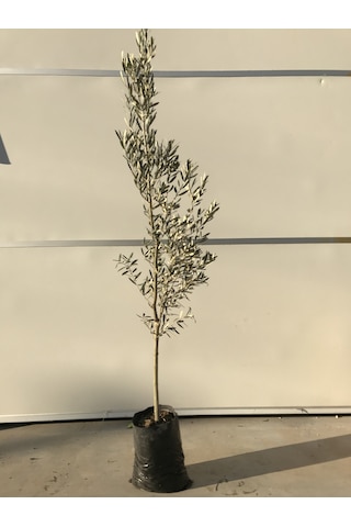 Tüplü Zeytin Ağacı Fidanı Gemlik Zeytin Fidanı