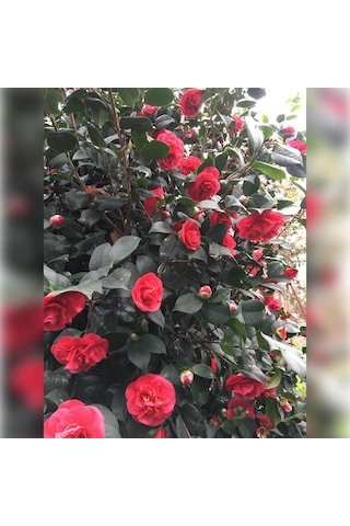 Kamelya Kırmızı 150/180 Cm