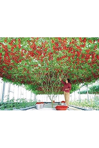 İtalyan Domates Ağacı Tohumu 10 Tohum Domates Tohumu +