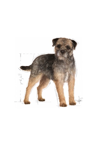 Royal Canin Sterilised Kısırlaştırılmış Yetişkin Köpek Maması 85 G