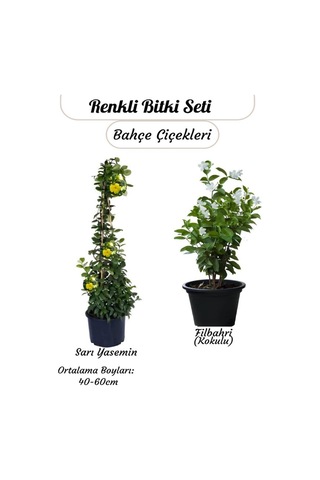 2 Li Çiçek Seti Saksılı Sarı Yasemin & Filbahri 30-50cm Boy Aralığı