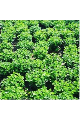 Kasımpatı Krizantem Chrysanthemum Çiçeği Fidanı 2'li Set Pembe Sarı