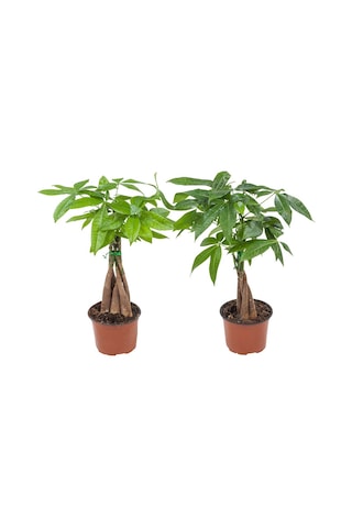 Para Ağacı – Pachira Aquatica 20- 30 cm