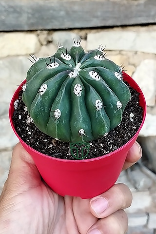 Melocactus Maxonii Inermis Nadir Tür Koleksiyonluk Kaktüs