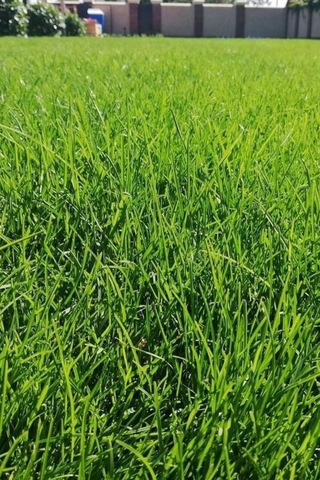 Ithal Çim Tohumu 6 Lı Karışım- Basmaya Dayanıklı 7 Günde Çimlenir 2 Kg