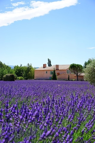 Ingiliz Lavanta Tohumu Lavandula Angustifolia