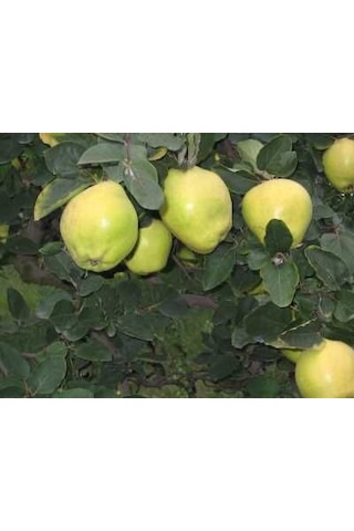 5 Yaş Saksıda Eşme Ayva Fidanı Boy 150-200cm