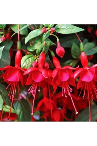 Küpeli Çiçeği Tohumu 5 Adet Tohum Çiçek Tohumu