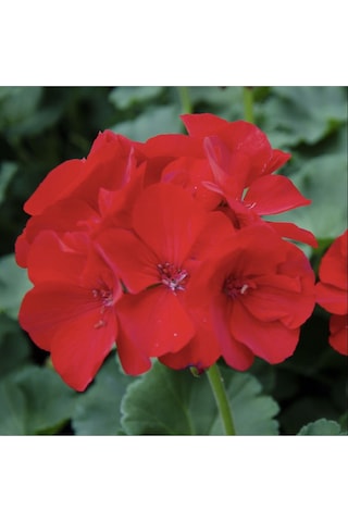 Kırmızı Çiçekli Sardunya Çiçeği Fidanı, Çiçek Fidanı