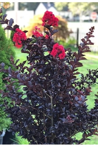 Oya Ağacı Siyah Yapraklı Kırmızı Çiçekli Oya Ağacı 1-2 Yaş