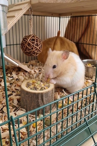 Doğal Kütük Hamster Yemliği - Mini Kemirgen Yem Kabı 3,5 Cm