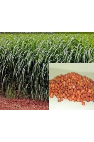 Sorgum Sudan Otu Tohumu Sorgum Sudan Otu Melezi Yem Bitkisi 5 KG