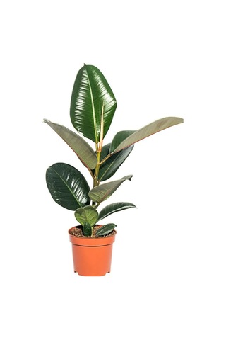 Yeşil Parlak Yapraklı Kauçuk Çiçeği 1 Adet Saksılı 20-45cm Ficus Elastica