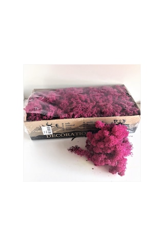 Trend Bahçe Reindeer Moss Erica Mürdüm Şoklanmış Norveç Yosunu 500 G