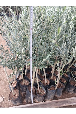 1 Yaş Gemlik Trilye Zeytin Fidanı