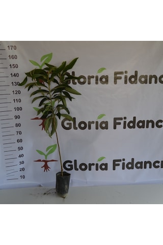 Tüplü Malta Eriği Yeni Dünya Fidanı 2 Yaş - 90-150 Cm Boy