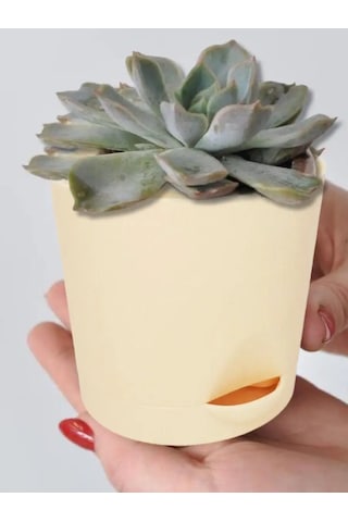 Interm Menekşe Fideleri İçin Tabaklı Çiçek Saksıları 5'li S 105636636