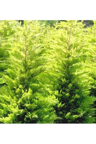 Goldrider Leylandi Fidanı Hızlı Büyüyen Peyzaj Bitkisi 40-60cm