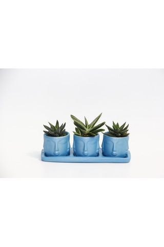 Trio Mavi Adler Sukulent Seti - Haworthia Pumila. Gasteria