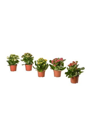 Ikea Kalanchoe Canlı Bitki, Çok Renkli, 10.5 Cm, Kalanchoe Calandiva