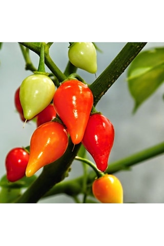 Eko Paket Biberiye Biber Tohumu Fındık Biber Tohumu Misket Biber Tohumu 150 Adet Tohum