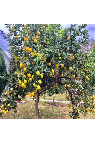 Tüplü Yüksek Verimli Yediveren Limon Fidanı