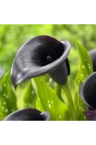 20 Adet Tohum Siyah Calla Lily Çiçek Tohumu Afrika Çöl Çiçeği Calla Lily Tohumlu
