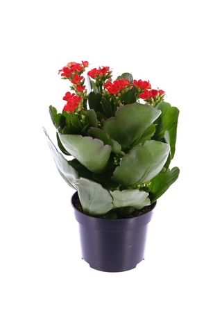 Kalanşo Çiçeği Kalanchoe 5 Adet Kırmızı