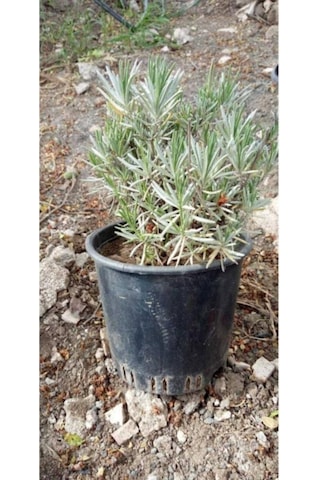 Saksıda Intermedia Lavanta Fidanı 10-20 Cm