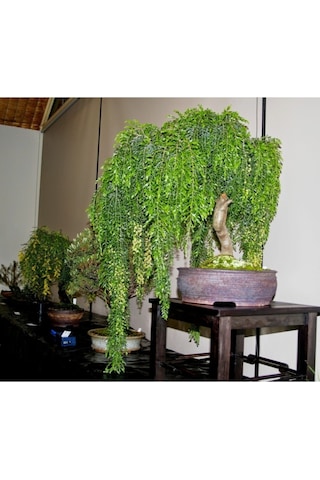 Bodur Bonsai Kıbrıs Akasya Ağacı Tohumu Ekim Seti 5 Adet Tohum + Toprak + Saksı