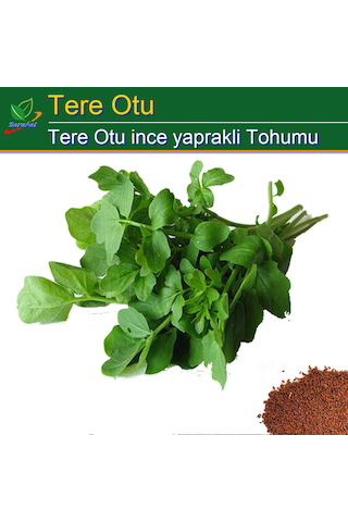 Tere Tohumu İnce Yaprak 4000 Adet