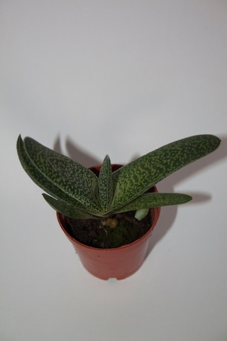 Gasteria Pillansii Sukulent Tekli 5,5 Cm Saksıda