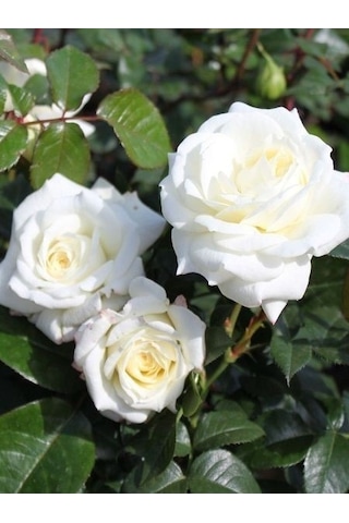 Gül Fidanı Rosa Laxa - Beyaz